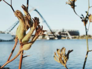 Native Australian kangaroo paws photographed in front of the lake, stadium and bridge